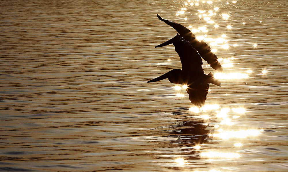 Brown Pelicans